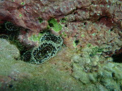 Bellactis caeruleus