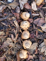 Geastrum saccatum