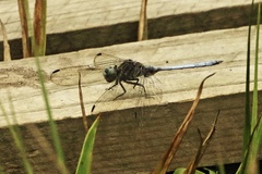 Orthetrum julia