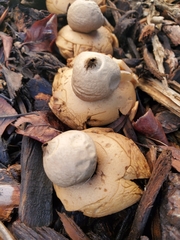 Geastrum saccatum
