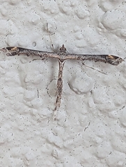 Anstenoptilia marmarodactyla