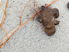 Scleroderma bermudense