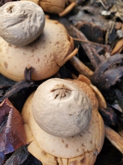 Geastrum saccatum