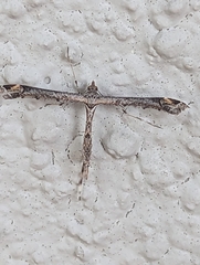 Anstenoptilia marmarodactyla