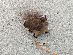 Scleroderma bermudense