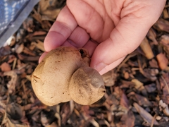 Geastrum saccatum