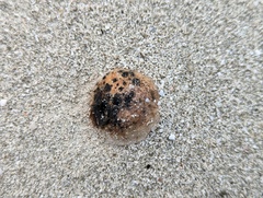 Scleroderma bermudense