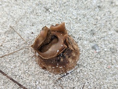 Scleroderma bermudense