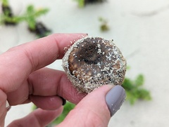 Scleroderma bermudense