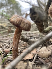 Laccaria bicolor