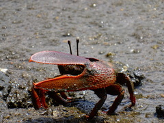 Uca maracoani