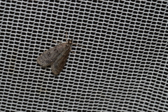 Scoparia penumbralis