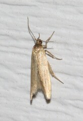 Holcocera immaculella
