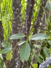 Zanthoxylum schreberi