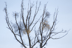 Loranthus europaeus