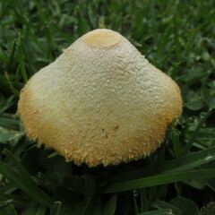 Agaricus crocopeplus