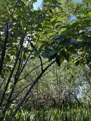 Zanthoxylum schreberi