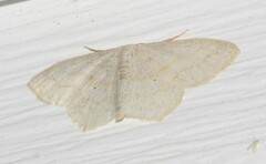 Scopula limboundata