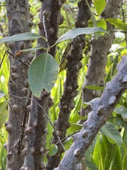 Zanthoxylum schreberi