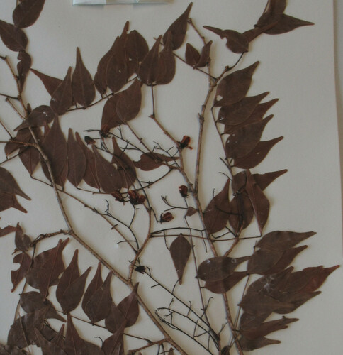 Dalbergia glaberrima