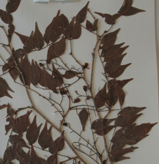 Dalbergia glaberrima subsp. glaberrima image