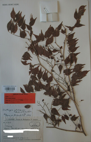 Dalbergia glaberrima subsp. glaberrima image