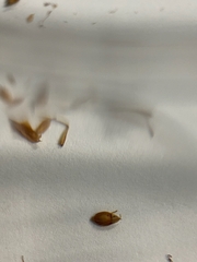 Rhynchospora fascicularis