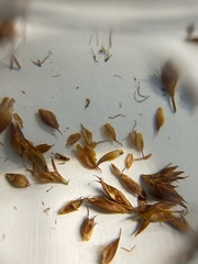 Rhynchospora fascicularis