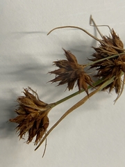 Rhynchospora fascicularis