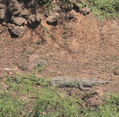 Crocodylus suchus