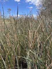 Zizaniopsis miliacea