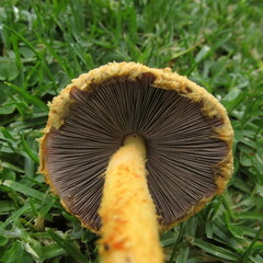 Agaricus crocopeplus