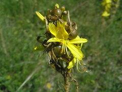 Asphodeline lutea