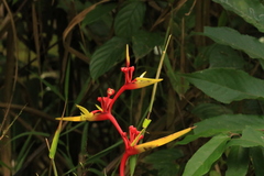Heliconia richardiana