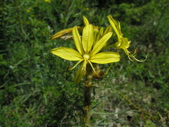 Asphodeline lutea