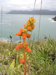 Sinningia allagophylla