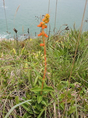 Sinningia allagophylla