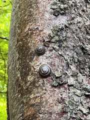 Caracolus marginella