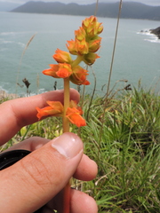 Sinningia allagophylla