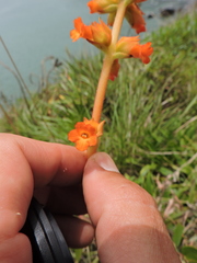 Sinningia allagophylla