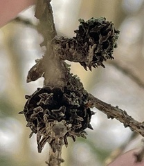 Adelges abietis