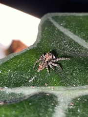 Mexigonus morosus