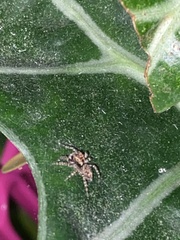 Mexigonus morosus