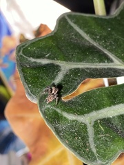 Mexigonus morosus
