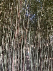 Phyllostachys aureosulcata