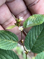 Melochia nodiflora