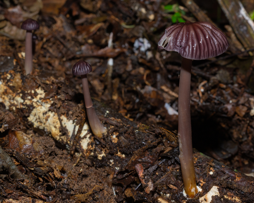 Marasmius fiardii