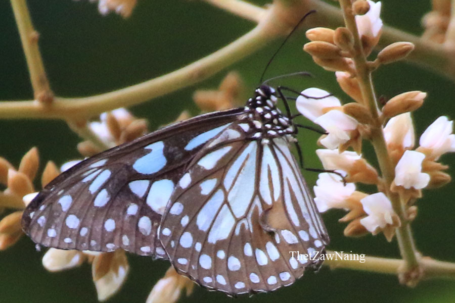 Blue Tiger (Butterflies of Myanmar (Burma)) · iNaturalist