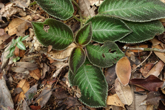 Centrosolenia hirsuta