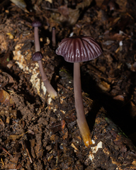 Globulares